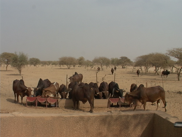 Meat Production and Consumption in Africa - CISAO - Unito